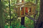 treehouse-issaquah.jpg