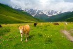 680-cows-inguri-svaneti-georgia.jpg